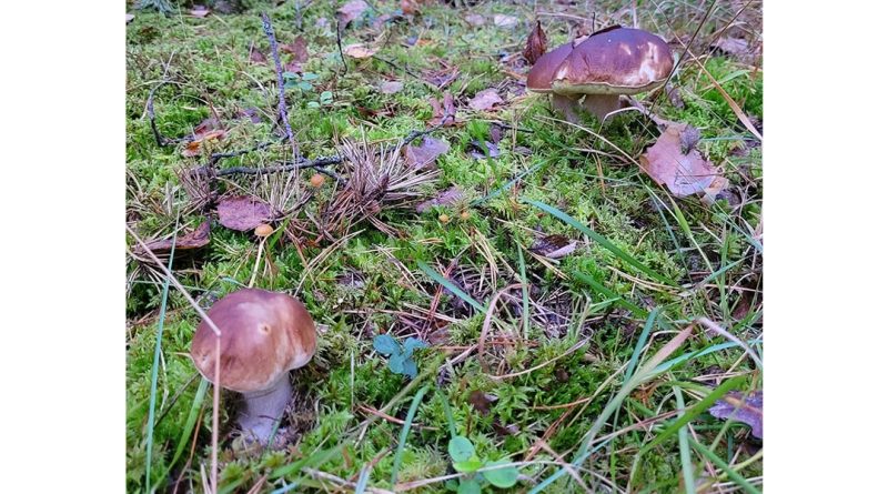 Grybai - skanėstas, bet su jais elkitės atsargiai