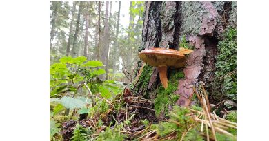 Grybų sezonas: senjorai turėtų būti atidūs