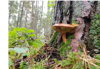 Grybų sezonas: senjorai turėtų būti atidūs
