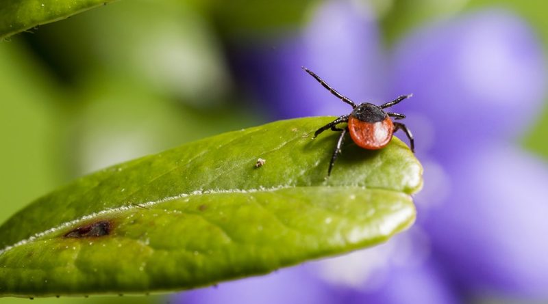 Kaip apsaugoti augintinius nuo erkių Nuotraukoje ant žalio lapo iš arti didelė rusva erkė.