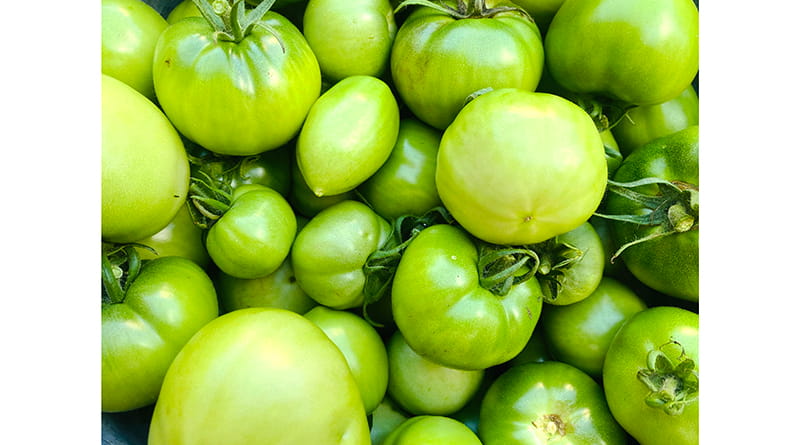 8 gardūs žalių pomidorų receptai